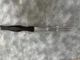 Cutco 1726KE Vintage Carving Fork - 11&rdquo; USA Made