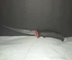 Ugly stik tools 7in Tapered Knife with non slip grip