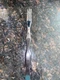 CUTCO Carving Fork No. 1726 Swirl Brown Handle USA Made! 3 Prongs Vintage
